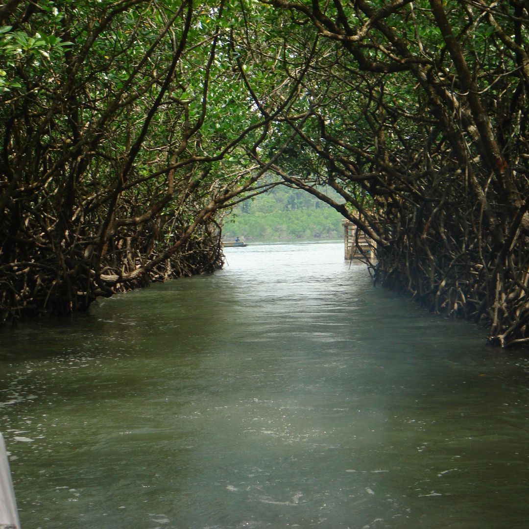 Baratang Island